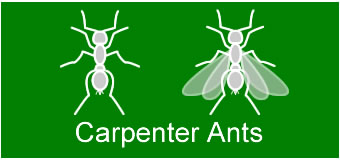 Carpeter Ant Treatment