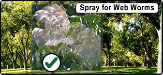 Webworm Services